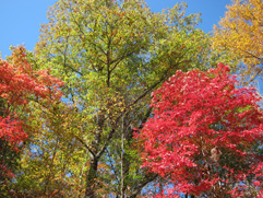 fall foliage