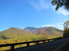 fall foliage